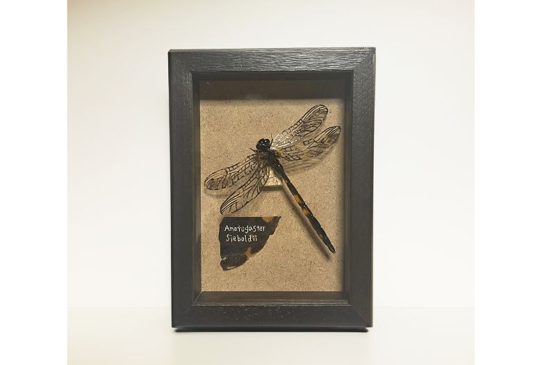 坂本べっ甲店」伝統工芸品べっ甲 POP-UP SHOP | 売場ニュース | 阪神